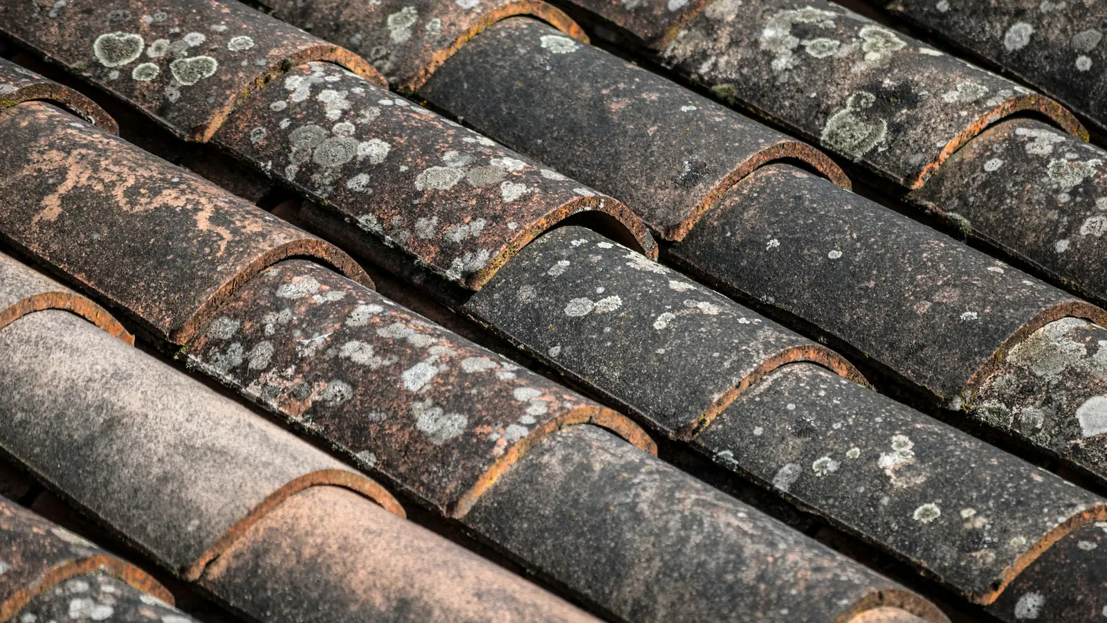 Avant : tuiles canal noircies et couvertes de lichens (photo d'illustration)